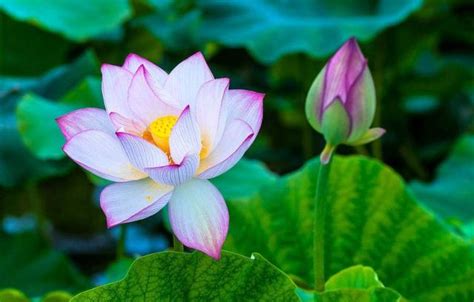 家裡可以種蓮花嗎|蓮花怎麼養，蓮花養護的注意事項和繁殖方法